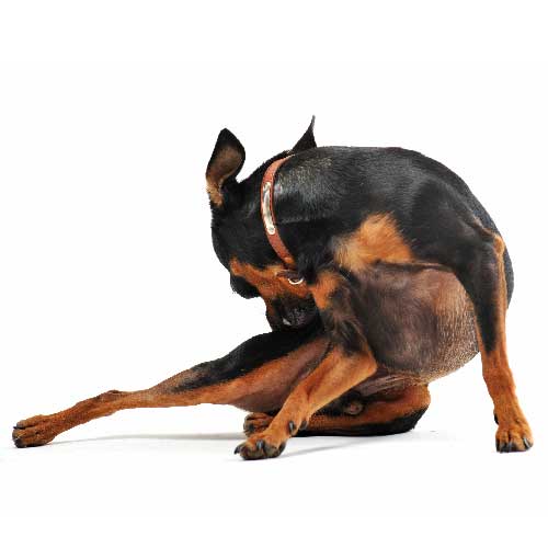 Tick and Flea Treatment