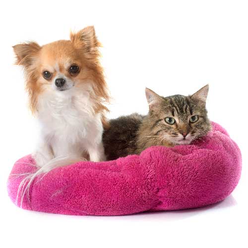 Small Animal Products